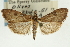  (Udea secticostalis - CNCLEP00089172)  @13 [ ] CreativeCommons - Attribution Non-Commercial Share-Alike (2011) Jean-Francois Landry, CNC and Zhaofu Yang, BIO Canadian National Collections