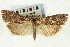  (Udea sp. 18SAPYR - CNCLEP00089175)  @11 [ ] CreativeCommons - Attribution Non-Commercial Share-Alike (2011) Jean-Francois Landry, CNC and Zhaofu Yang, BIO Canadian National Collections
