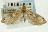 (Udea sp. 19SAPYR - CNCLEP00089176)  @11 [ ] CreativeCommons - Attribution Non-Commercial Share-Alike (2011) Jean-Francois Landry, CNC and Zhaofu Yang, BIO Canadian National Collections