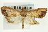  (Udea ialis - CNCLEP00089179)  @13 [ ] CreativeCommons - Attribution Non-Commercial Share-Alike (2011) Jean-Francois Landry, CNC and Zhaofu Yang, BIO Canadian National Collections
