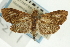  (Udea sp. 21SAPYR - CNCLEP00089181)  @12 [ ] CreativeCommons - Attribution Non-Commercial Share-Alike (2011) Jean-Francois Landry, CNC and Zhaofu Yang, BIO Canadian National Collections