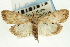  (Udea sp. 22SAPYR - CNCLEP00089183)  @14 [ ] CreativeCommons - Attribution Non-Commercial Share-Alike (2011) Jean-Francois Landry, CNC and Zhaofu Yang, BIO Canadian National Collections
