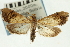  (Udea sp. 24SAPYR - CNCLEP00089189)  @14 [ ] CreativeCommons - Attribution Non-Commercial Share-Alike (2011) Jean-Francois Landry, CNC and Zhaofu Yang, BIO Canadian National Collections