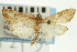  (Udea sp. 25SAPYR - CNCLEP00089193)  @13 [ ] CreativeCommons - Attribution Non-Commercial Share-Alike (2011) Jean-Francois Landry, CNC and Zhaofu Yang, BIO Canadian National Collections