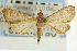  ( - CNCLEP00089196)  @13 [ ] CreativeCommons - Attribution Non-Commercial Share-Alike (2011) Jean-Francois Landry, CNC and Zhaofu Yang, BIO Canadian National Collections