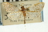  (Udea sp. 29SAPYR - CNCLEP00089204)  @11 [ ] CreativeCommons - Attribution Non-Commercial Share-Alike (2011) Jean-Francois Landry, CNC and Zhaofu Yang, BIO Canadian National Collections