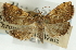  (Udea sp. 30SAPYR - CNCLEP00089207)  @13 [ ] CreativeCommons - Attribution Non-Commercial Share-Alike (2011) Jean-Francois Landry, CNC and Zhaofu Yang, BIO Canadian National Collections