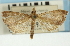  (Udea sp. 31SAPYR - CNCLEP00089208)  @11 [ ] CreativeCommons - Attribution Non-Commercial Share-Alike (2011) Jean-Francois Landry, CNC and Zhaofu Yang, BIO Canadian National Collections