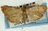  (Udea sp. 32SAPYR - CNCLEP00089212)  @13 [ ] CreativeCommons - Attribution Non-Commercial Share-Alike (2011) Jean-Francois Landry, CNC and Zhaofu Yang, BIO Canadian National Collections