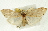  (Udea soratalis - CNCLEP00089223)  @11 [ ] CreativeCommons - Attribution Non-Commercial Share-Alike (2011) Jean-Francois Landry, CNC and Zhaofu Yang, BIO Canadian National Collections