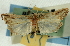  (Udea angustalis - CNCLEP00089231)  @11 [ ] CreativeCommons - Attribution Non-Commercial Share-Alike (2011) Jean-Francois Landry, CNC and Zhaofu Yang, BIO Canadian National Collections