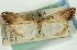  ( - CNCLEP00089233)  @11 [ ] CreativeCommons - Attribution Non-Commercial Share-Alike (2011) Jean-Francois Landry, CNC and Zhaofu Yang, BIO Canadian National Collections