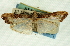  (Udea annectans - CNCLEP00089235)  @13 [ ] CreativeCommons - Attribution Non-Commercial Share-Alike (2011) Jean-Francois Landry, CNC and Zhaofu Yang, BIO Canadian National Collections