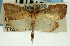  (Udea sp. 23SAPY - CNCLEP00089243)  @12 [ ] CreativeCommons - Attribution Non-Commercial Share-Alike (2011) Jean-Francois Landry, CNC and Zhaofu Yang, BIO Canadian National Collections