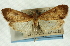  ( - CNCLEP00089247)  @11 [ ] CreativeCommons - Attribution Non-Commercial Share-Alike (2011) Jean-Francois Landry, CNC and Zhaofu Yang, BIO Canadian National Collections