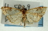  (Udea sp. 33SAPYR - CNCLEP00089252)  @11 [ ] CreativeCommons - Attribution Non-Commercial Share-Alike (2011) Jean-Francois Landry, CNC and Zhaofu Yang, BIO Canadian National Collections