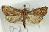  (Udea sp. 34SAPYR - CNCLEP00089256)  @11 [ ] CreativeCommons - Attribution Non-Commercial Share-Alike (2011) Jean-Francois Landry, CNC and Zhaofu Yang, BIO Canadian National Collections