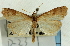  (Udea sp. 36SAPYR - CNCLEP00089259)  @11 [ ] CreativeCommons - Attribution Non-Commercial Share-Alike (2011) Jean-Francois Landry, CNC and Zhaofu Yang, BIO Canadian National Collections