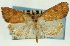  (Udea sp. 10SAPYR - CNCLEP00089260)  @13 [ ] CreativeCommons - Attribution Non-Commercial Share-Alike (2011) Jean-Francois Landry, CNC and Zhaofu Yang, BIO Canadian National Collections