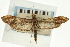  (Lineodes sp. 1SAPYR - CNCLEP00089338)  @11 [ ] CreativeCommons - Attribution Non-Commercial Share-Alike (2011) Jean-Francois Landry, CNC and Zhaofu Yang, BIO Canadian National Collections