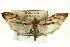  (Rhectosemia nr. excisalis - CNCLEP00089398)  @14 [ ] CreativeCommons - Attribution Non-Commercial Share-Alike (2011) Jean-Francois Landry, CNC and Zhaofu Yang, BIO Canadian National Collections