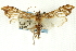  ( - CNCLEP00089399)  @12 [ ] CreativeCommons - Attribution Non-Commercial Share-Alike (2011) Jean-Francois Landry, CNC and Zhaofu Yang, BIO Canadian National Collections
