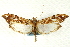  (Rhectosemia nr. vausignalis - CNCLEP00089400)  @11 [ ] CreativeCommons - Attribution Non-Commercial Share-Alike (2011) Jean-Francois Landry, CNC and Zhaofu Yang, BIO Canadian National Collections