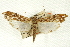  ( - CNCLEP00089401)  @11 [ ] CreativeCommons - Attribution Non-Commercial Share-Alike (2011) Jean-Francois Landry, CNC and Zhaofu Yang, BIO Canadian National Collections