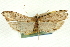  (Rhectosemia nomophiloides - CNCLEP00089402)  @11 [ ] CreativeCommons - Attribution Non-Commercial Share-Alike (2011) Jean-Francois Landry, CNC and Zhaofu Yang, BIO Canadian National Collections