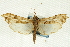  (Rhectosemia vausignalis - CNCLEP00089406)  @13 [ ] CreativeCommons - Attribution Non-Commercial Share-Alike (2011) Jean-Francois Landry, CNC and Zhaofu Yang, BIO Canadian National Collections