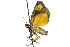  ( - ROMPYR00026)  @11 [ ] Copyright (2011) Zhaofu Yang, BIO Royal Ontario Museum