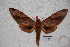  ( - BC-RBP-0471)  @13 [ ] Copyright (2010) Unspecified Research Collection of Ron Brechlin
