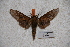  (Dolbina borneensis - BC-RBP-0483)  @13 [ ] Copyright (2010) Unspecified Research Collection of Ron Brechlin