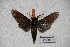  (Dolbina mindanaensis - BC-RBP-0484)  @13 [ ] Copyright (2010) Unspecified Research Collection of Ron Brechlin