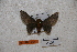  ( - BC-RBP-0541)  @12 [ ] Copyright (2010) Unspecified Research Collection of Ron Brechlin