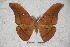 ( - BC-RBP-0677)  @11 [ ] Copyright (2010) Unspecified Research Collection of Ron Brechlin