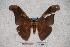  ( - BC-RBP-0729)  @13 [ ] Copyright (2010) Unspecified Research Collection of Ron Brechlin
