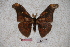  ( - BC-RBP-0730)  @13 [ ] Copyright (2010) Unspecified Research Collection of Ron Brechlin