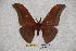  ( - BC-RBP-0954)  @12 [ ] Copyright (2010) Unspecified Research Collection of Ron Brechlin