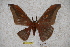  ( - BC-RBP-0955)  @12 [ ] Copyright (2010) Unspecified Research Collection of Ron Brechlin