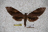  ( - BC-RBP-0988)  @12 [ ] Copyright (2010) Unspecified Research Collection of Ron Brechlin