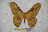 ( - BC-RBP-1511)  @12 [ ] Copyright (2010) Unspecified Research Collection of Ron Brechlin