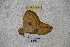  ( - BC-RBP-1524)  @12 [ ] Copyright (2010) Unspecified Research Collection of Ron Brechlin