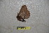  ( - BC-RBP-1799)  @12 [ ] Copyright (2010) Unspecified Research Collection of Ron Brechlin