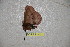  ( - BC-RBP-1801)  @12 [ ] Copyright (2010) Unspecified Research Collection of Ron Brechlin