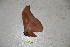  ( - BC-RBP-1895)  @12 [ ] Copyright (2010) Unspecified Research Collection of Ron Brechlin