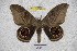  ( - BC-RBP-2358)  @14 [ ] Copyright (2010) Unspecified Research Collection of Ron Brechlin