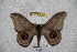  ( - BC-RBP-2363)  @13 [ ] Copyright (2010) Unspecified Research Collection of Ron Brechlin