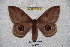  ( - BC-RBP-2368)  @13 [ ] Copyright (2010) Unspecified Research Collection of Ron Brechlin