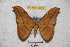  ( - BC-RBP 2670)  @13 [ ] Copyright (2010) Unspecified Research Collection of Ron Brechlin